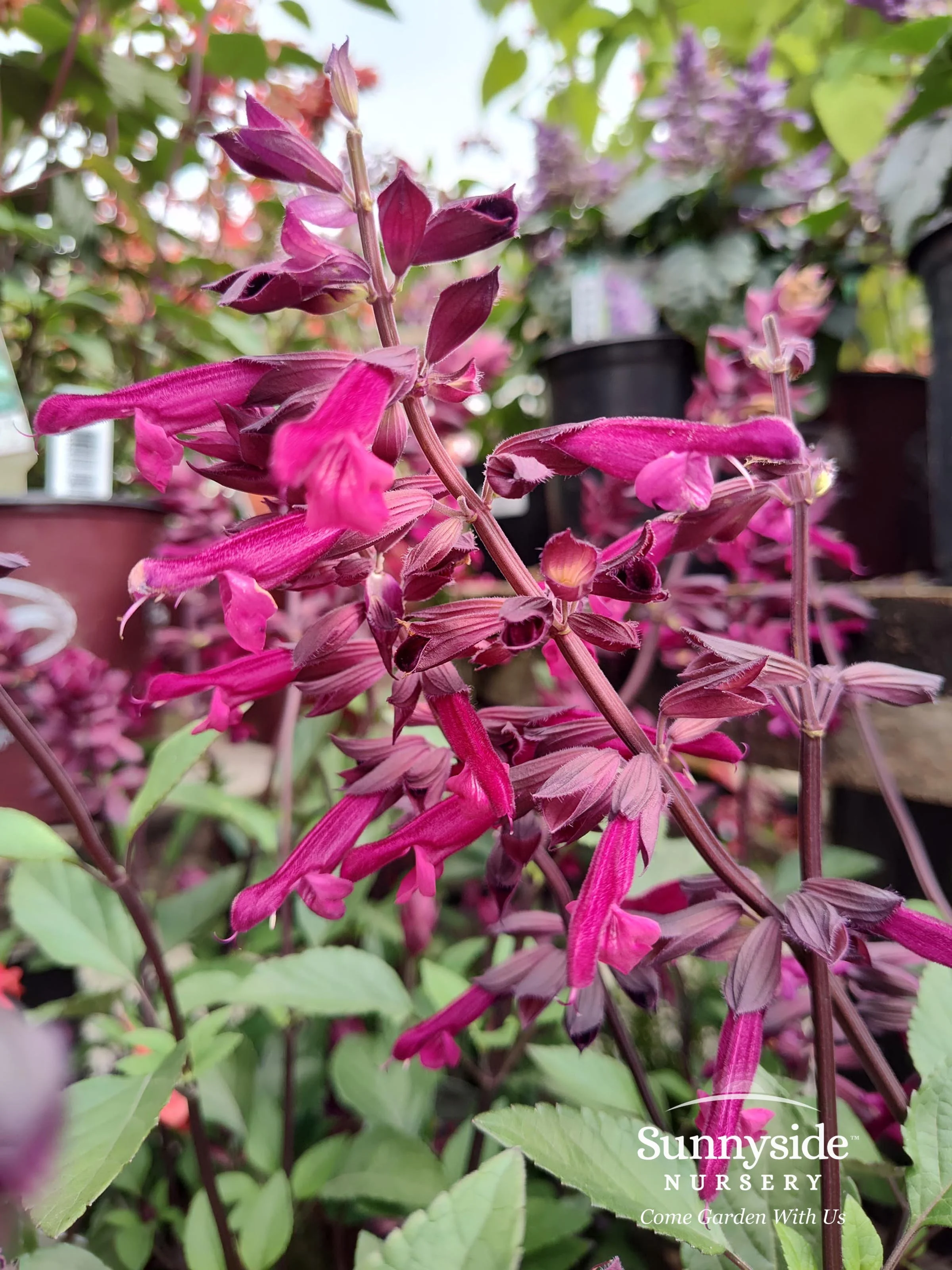 A Summer of Salvias — Sunnyside Nursery